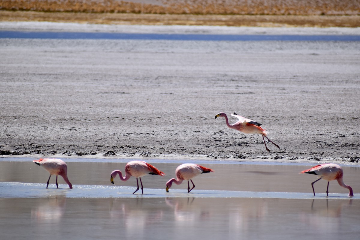 Andean Flamingo - ML619111994