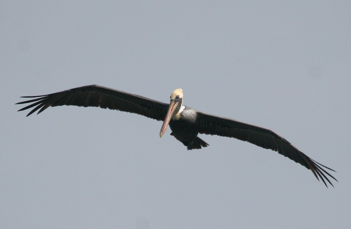 pelikán hnědý - ML619112005