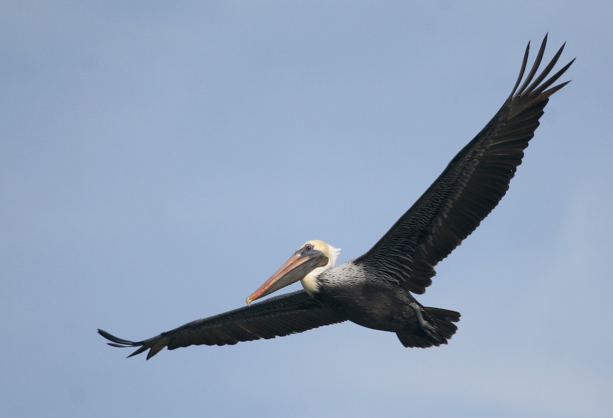pelikán hnědý - ML619112008