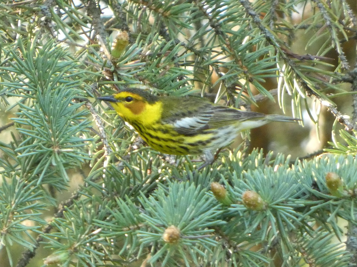 Cape May Warbler - ML619112067