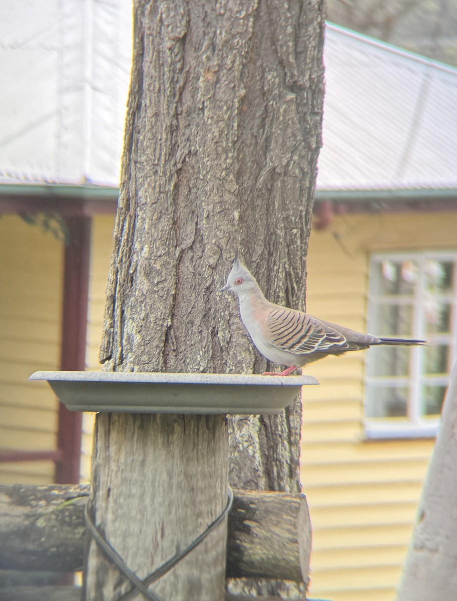 Crested Pigeon - ML619112090