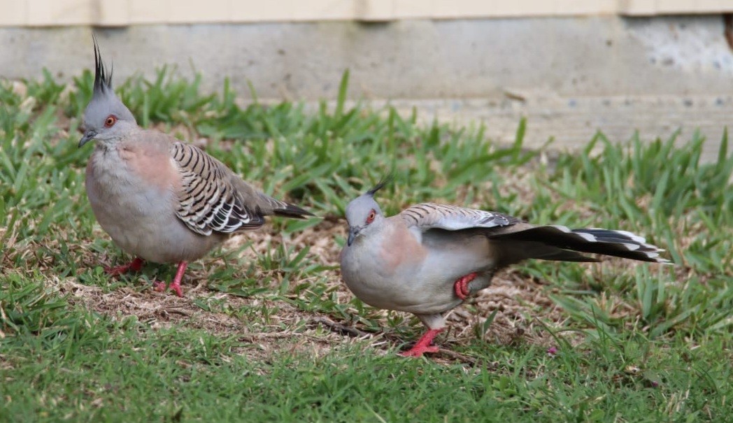Crested Pigeon - ML619112119