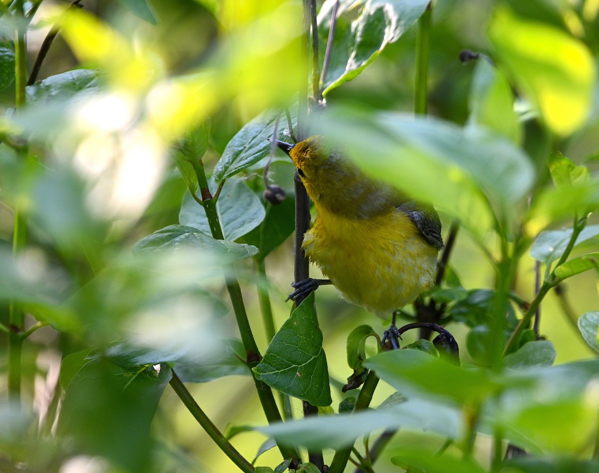 Prothonotary Warbler - ML619112132