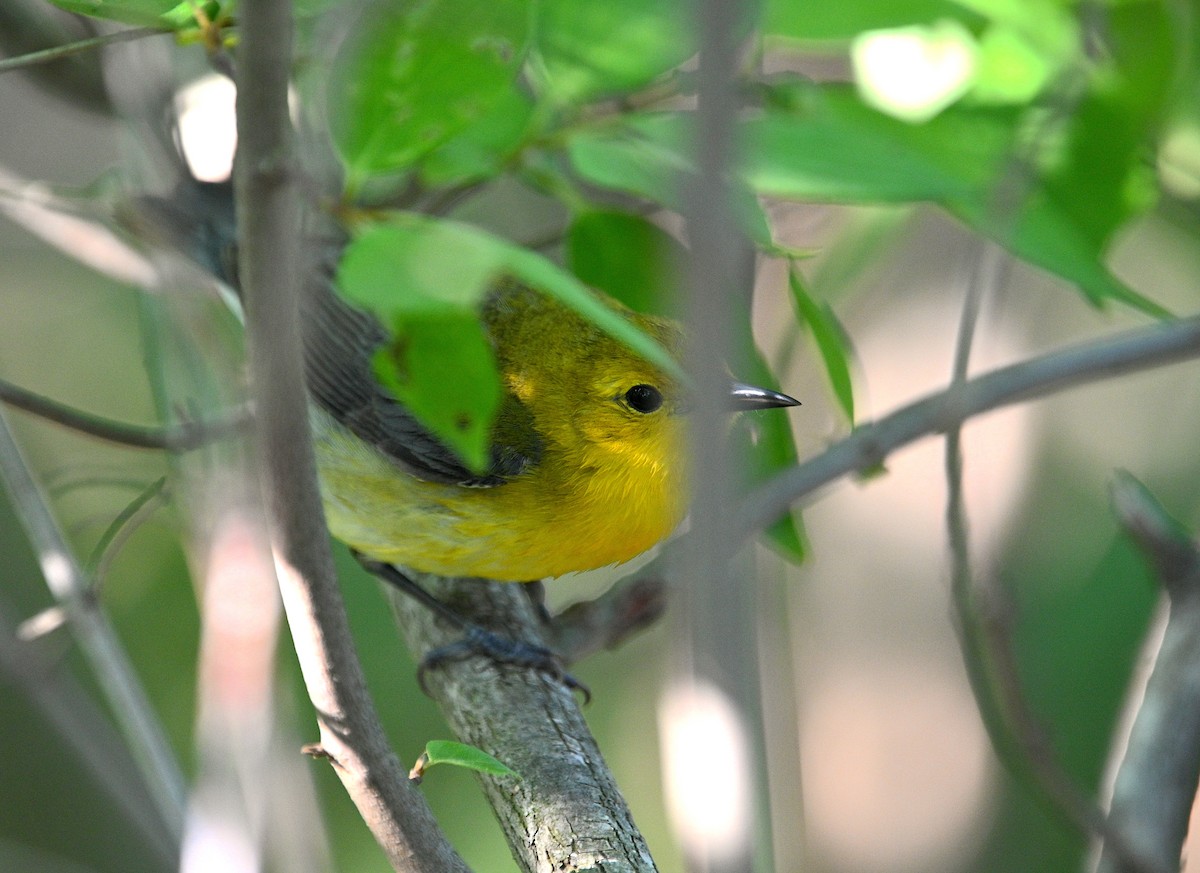Prothonotary Warbler - ML619112135