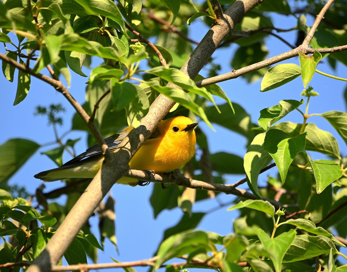 Prothonotary Warbler - ML619112136