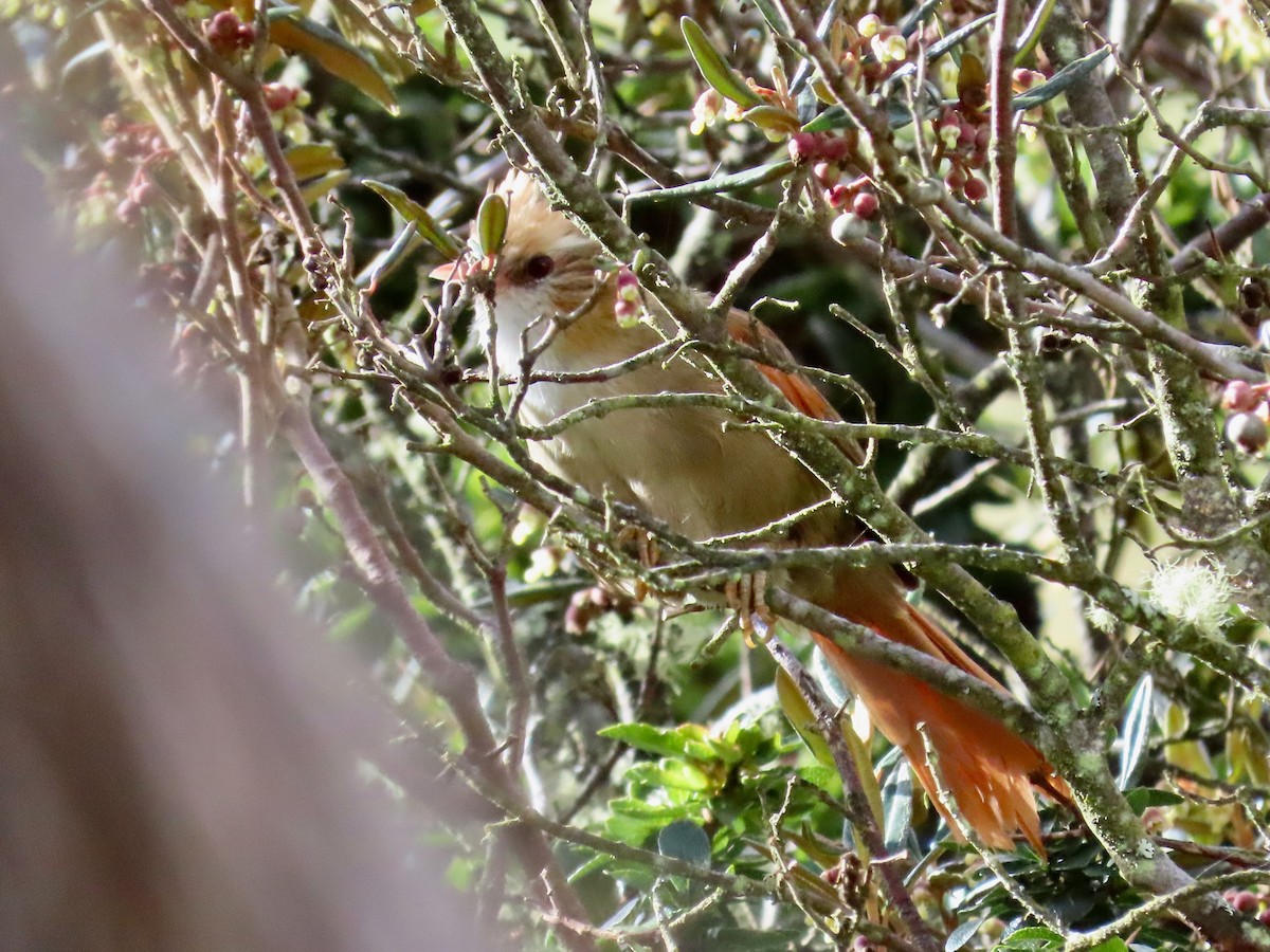 Creamy-crested Spinetail - ML619112151