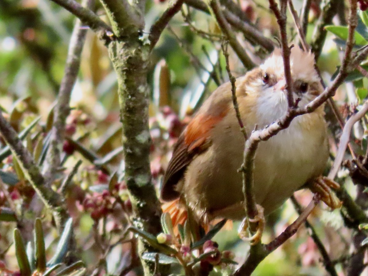 Creamy-crested Spinetail - ML619112167