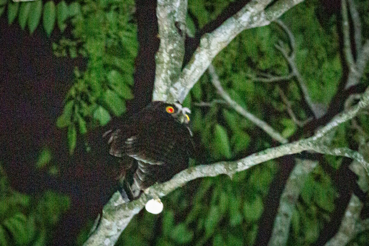 Spectacled Owl - ML619112170