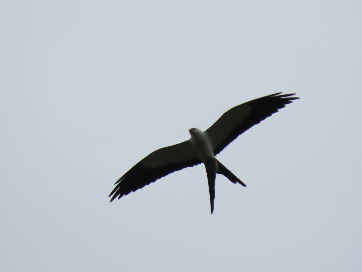 Swallow-tailed Kite - ML619112172