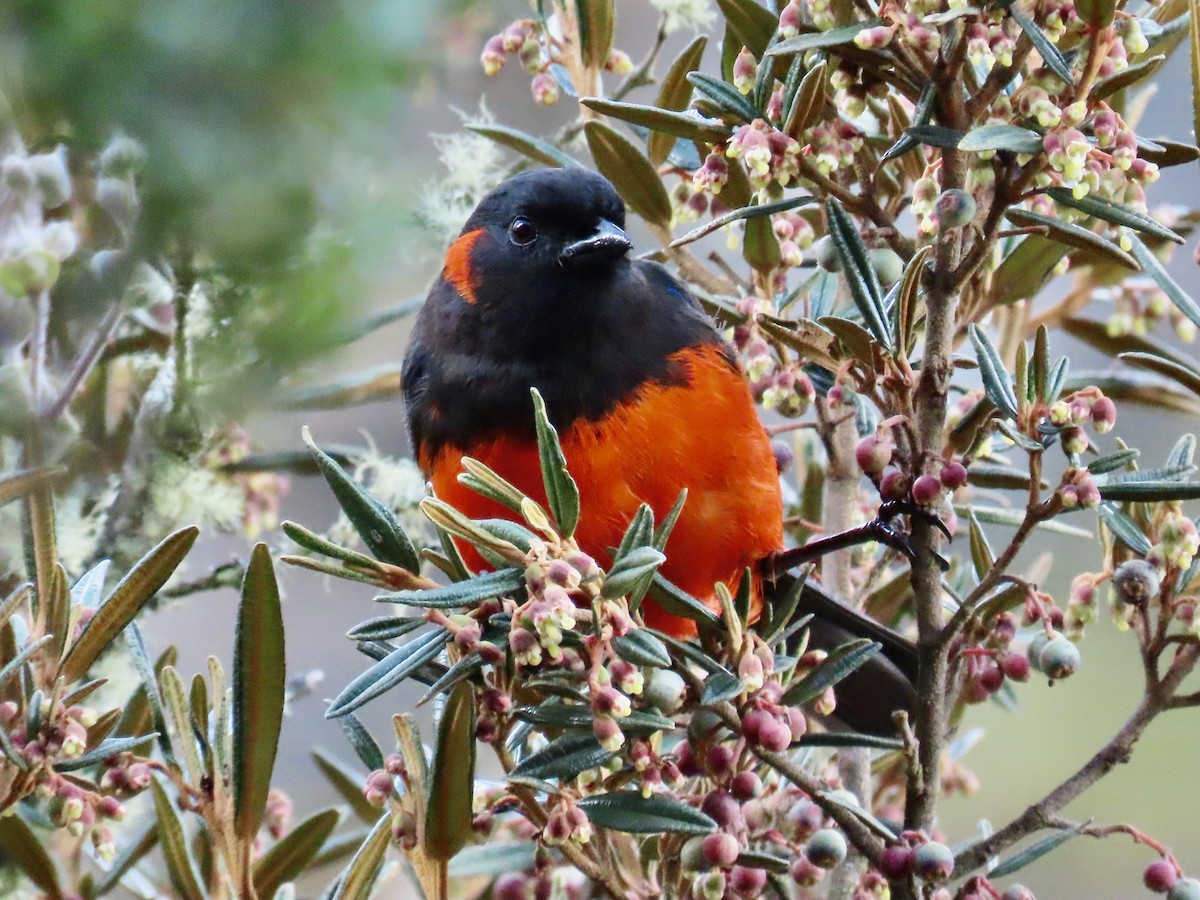 Scarlet-bellied Mountain Tanager - ML619112208