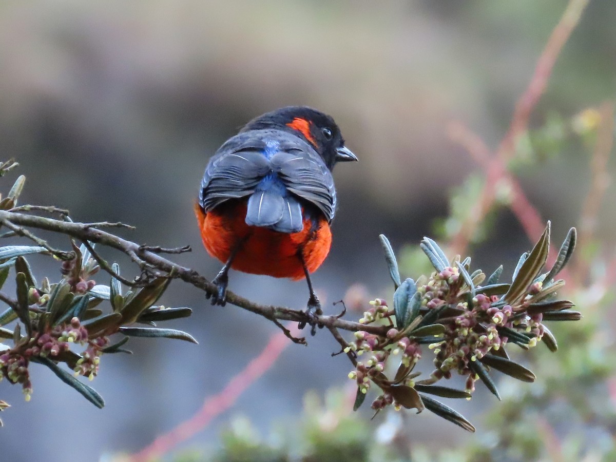 Scarlet-bellied Mountain Tanager - ML619112211