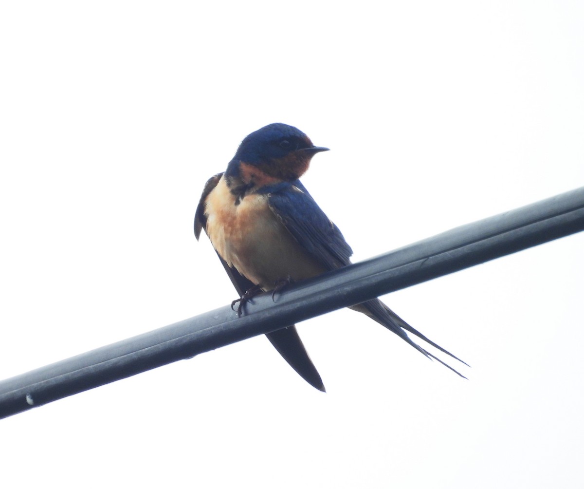 Barn Swallow - ML619112212
