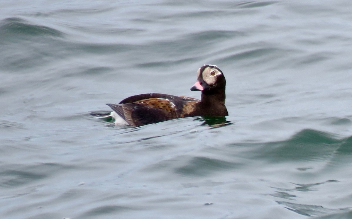 Long-tailed Duck - ML619112213