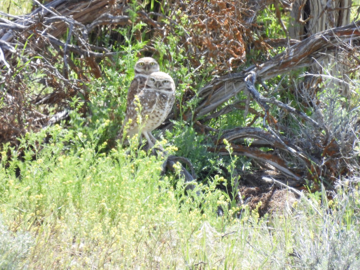 Burrowing Owl (Western) - ML619112254