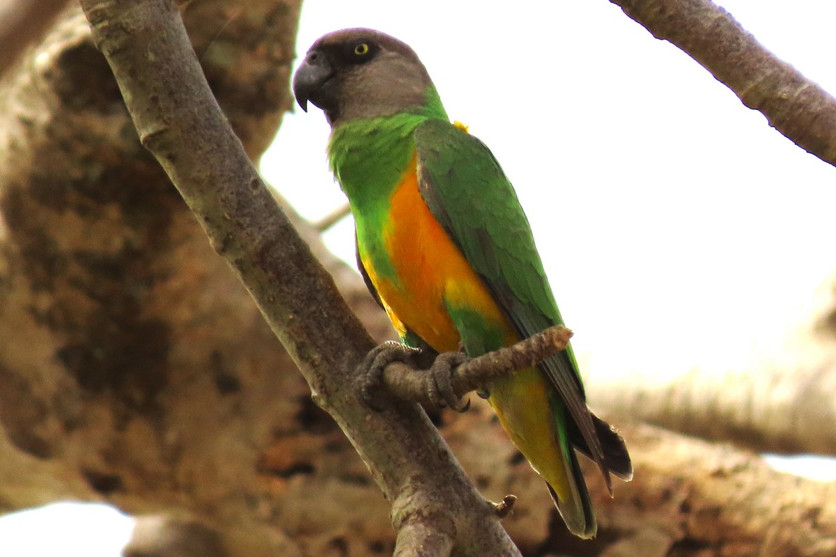 Senegal Parrot - ML619112266