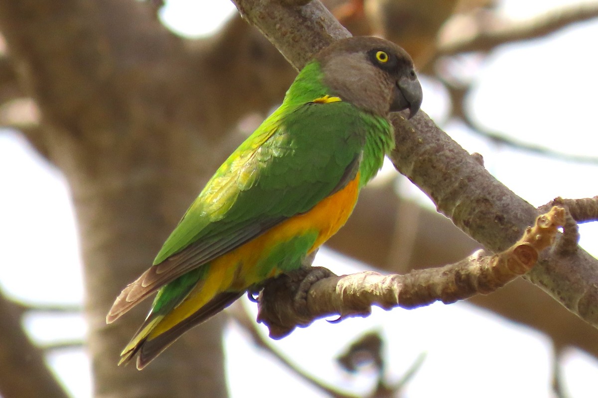 Senegal Parrot - ML619112267