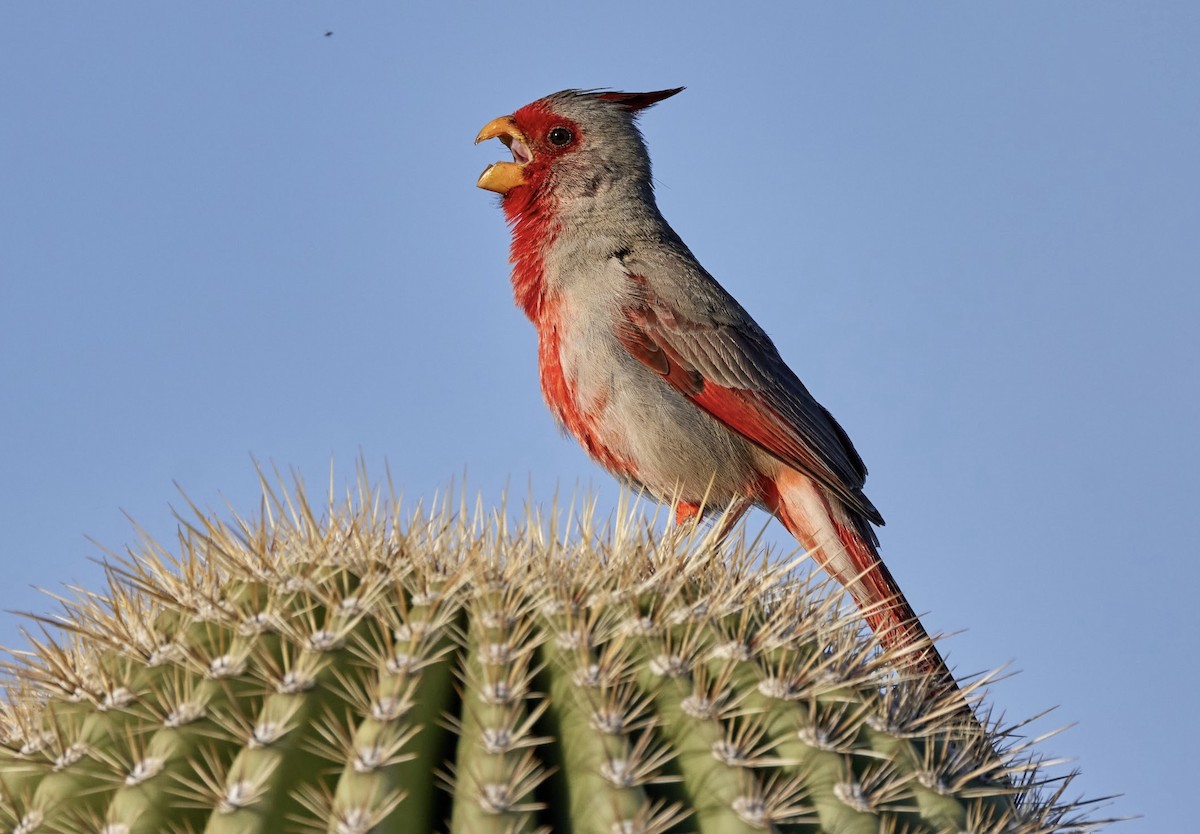 Arizona Kardinalı - ML619112268