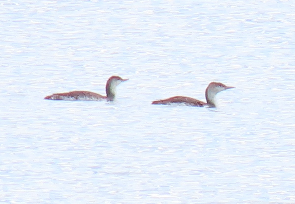 Red-throated Loon - ML619112295