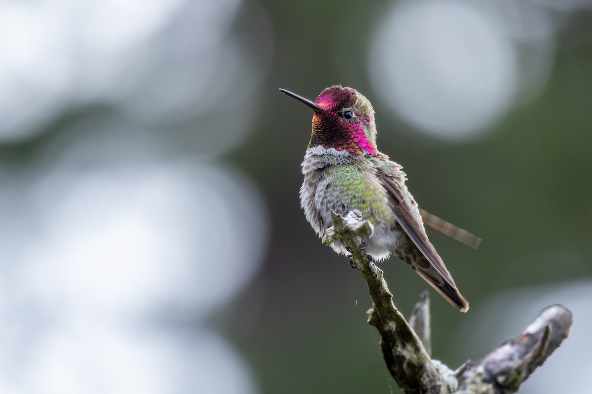 Anna's Hummingbird - ML619112362