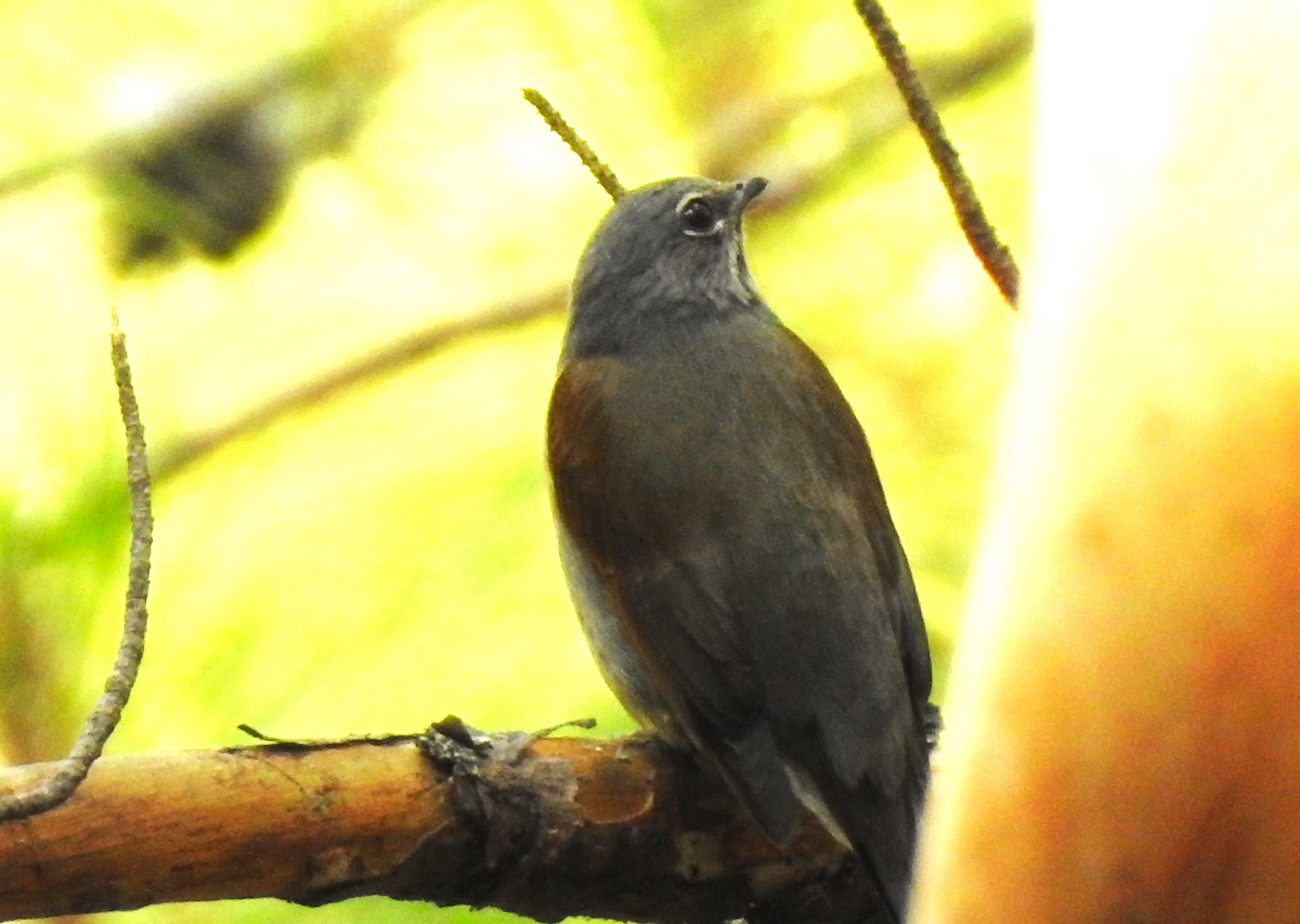 Brown-backed Solitaire - ML619112391