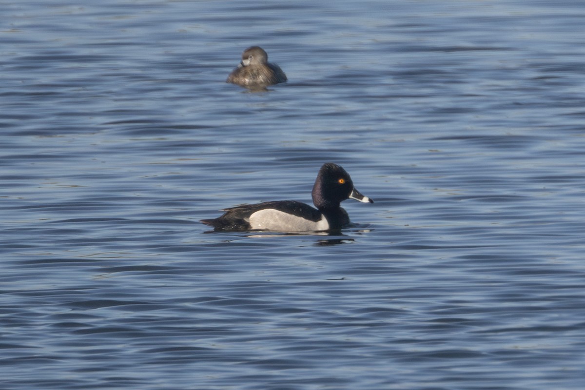 Ring-necked Duck - ML619112412