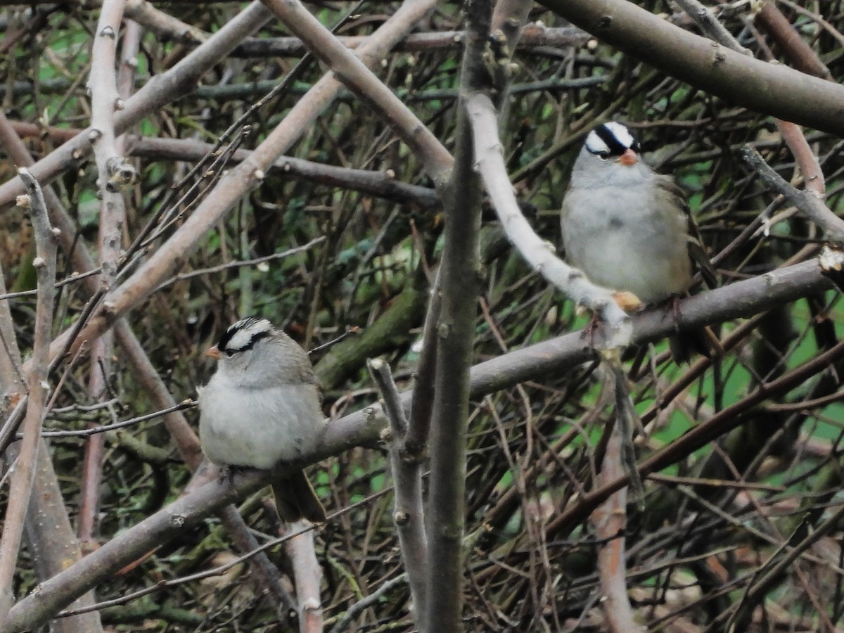 White-crowned Sparrow - ML619112416