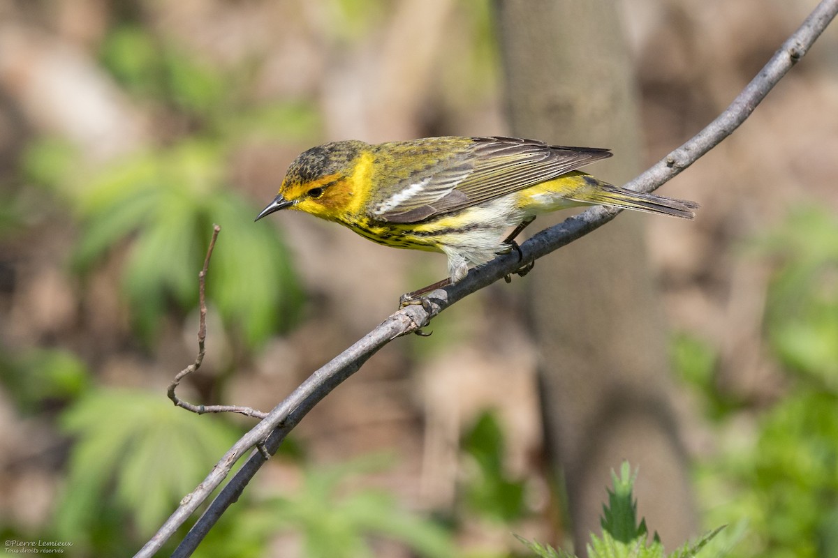 Cape May Warbler - ML619112418