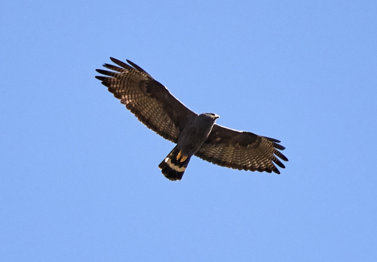 Zone-tailed Hawk - ML619112425