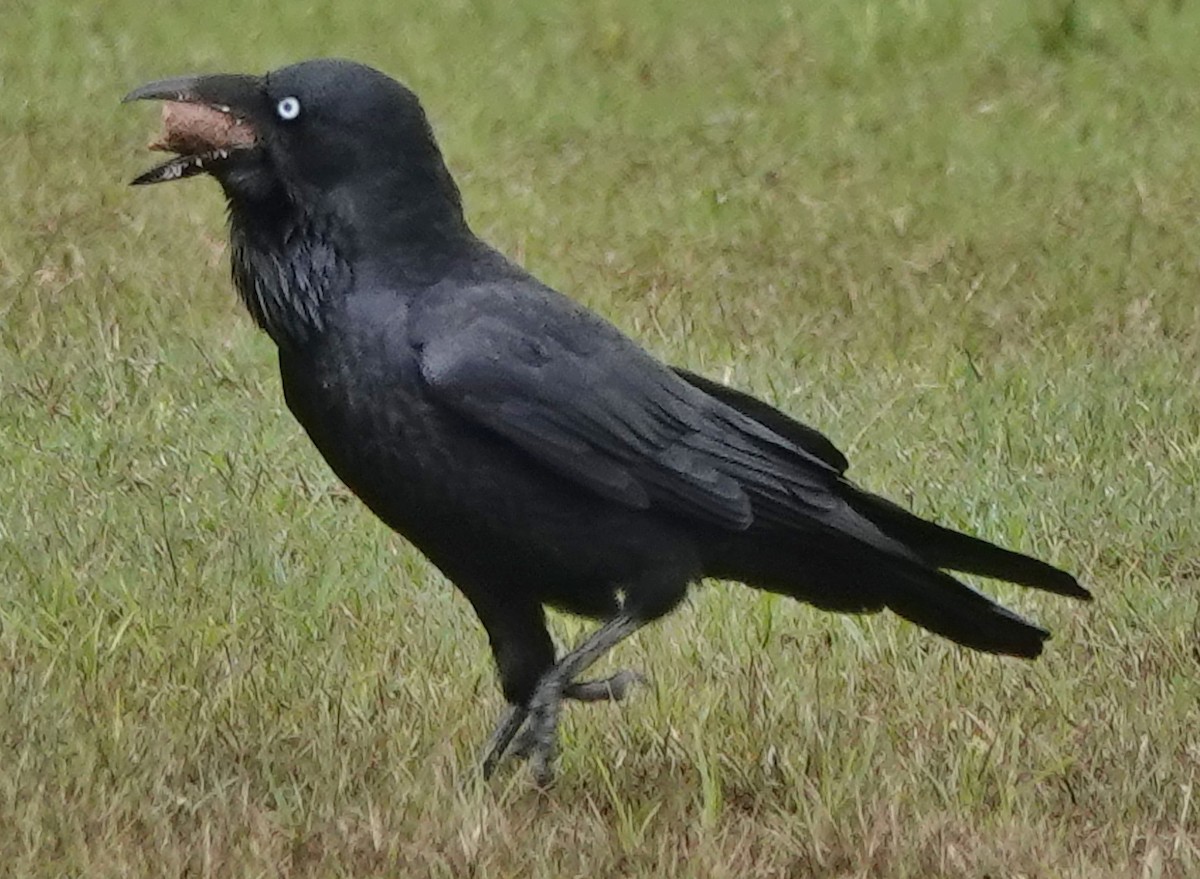Australian Raven - ML619112431