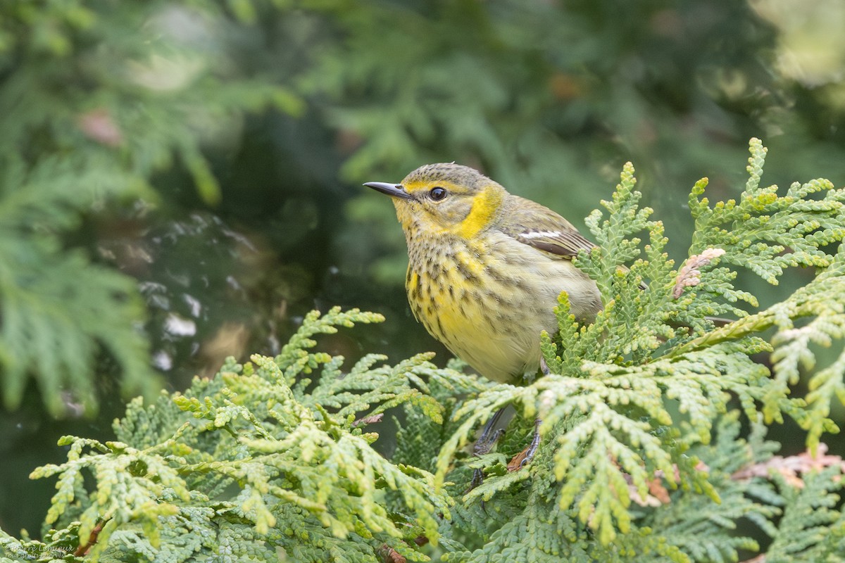 Cape May Warbler - ML619112509