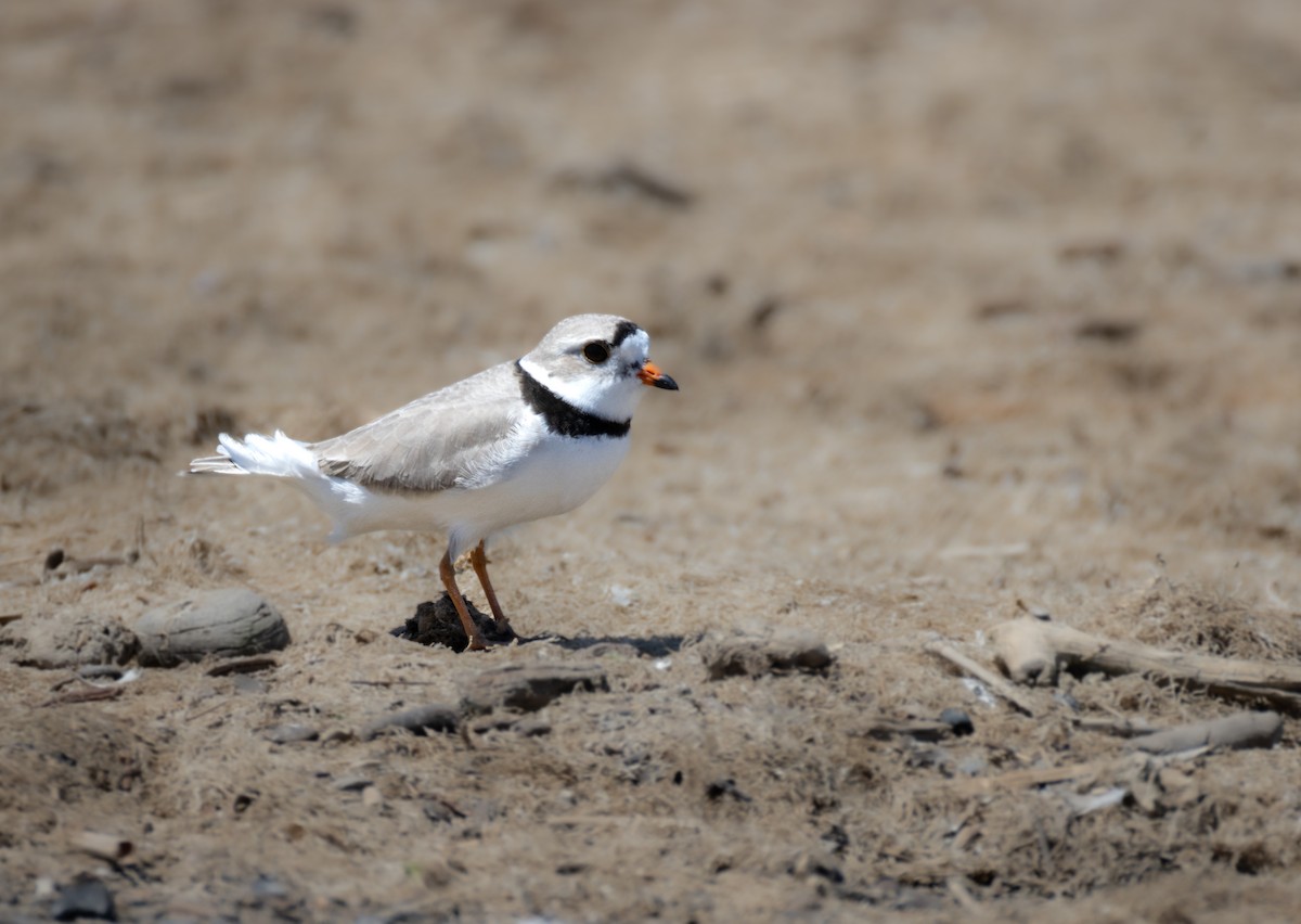 Piping Plover - ML619112531