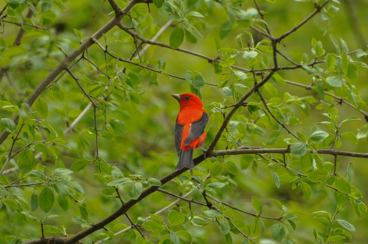 Scarlet Tanager - ML619112536