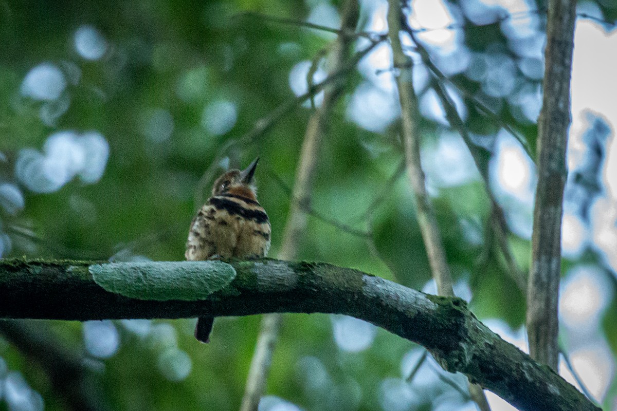 Two-banded Puffbird - ML619112549