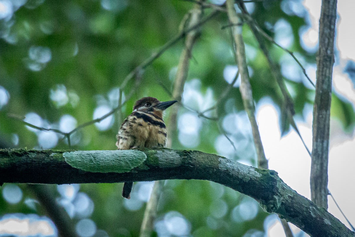 Two-banded Puffbird - ML619112550