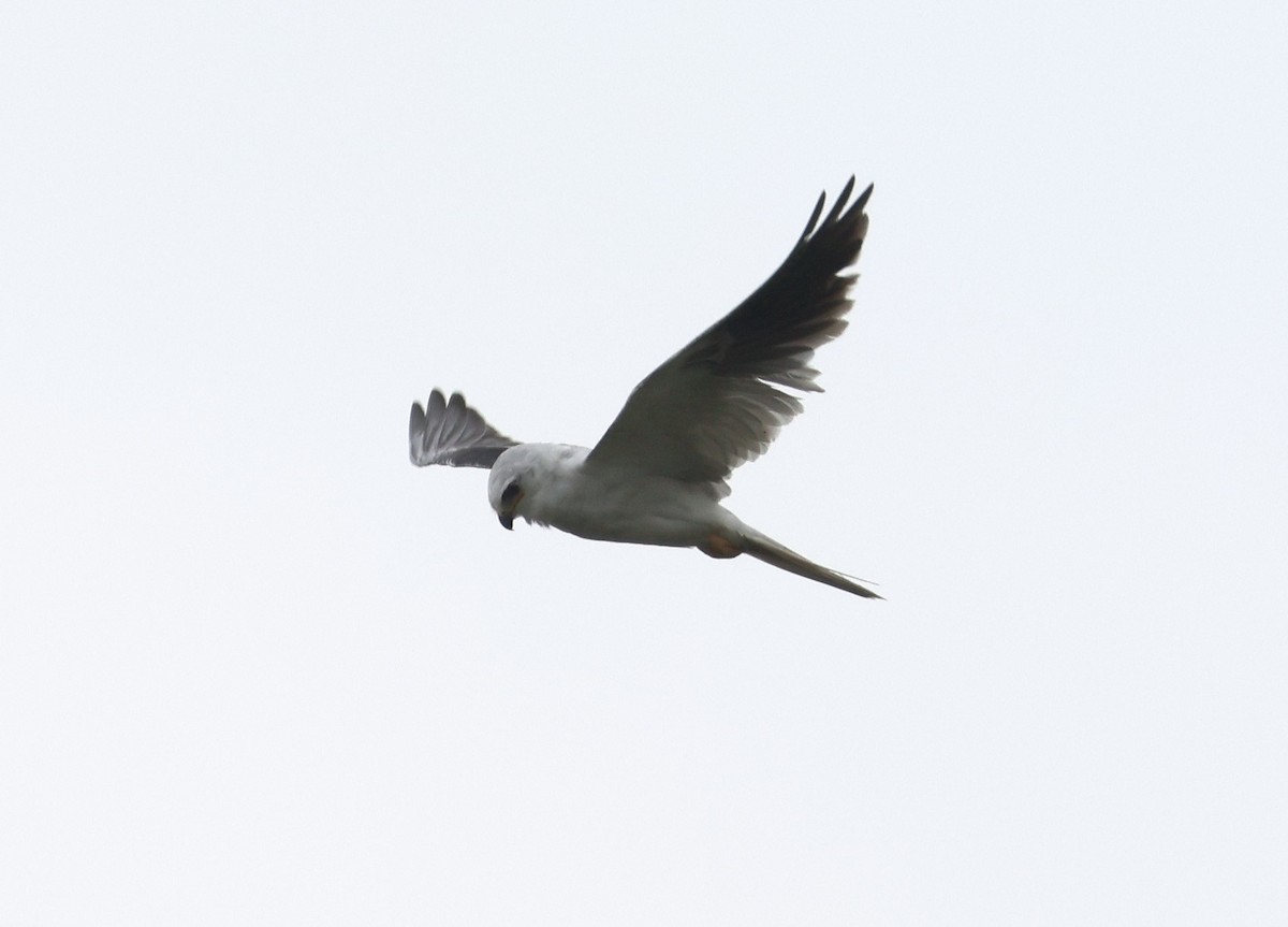 White-tailed Kite - ML619112567