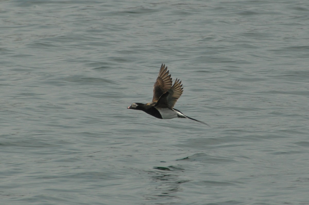 Long-tailed Duck - ML619112573