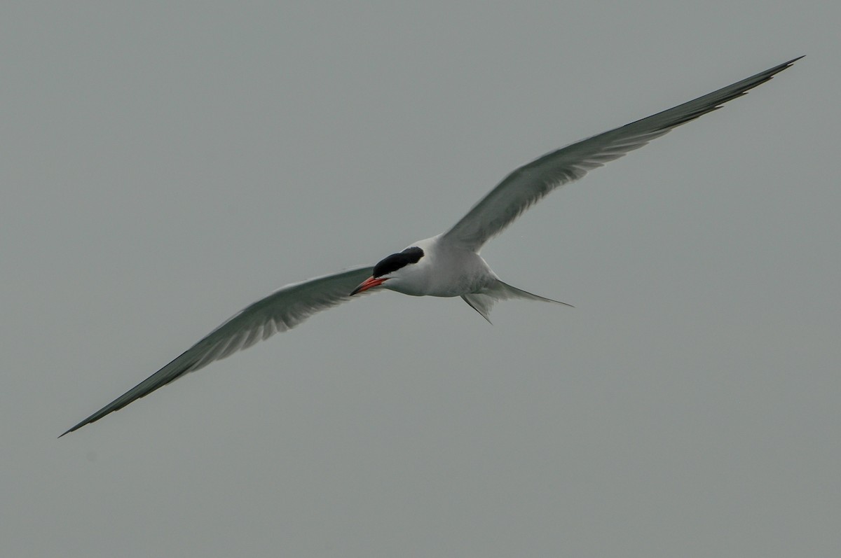 Common Tern - ML619112578