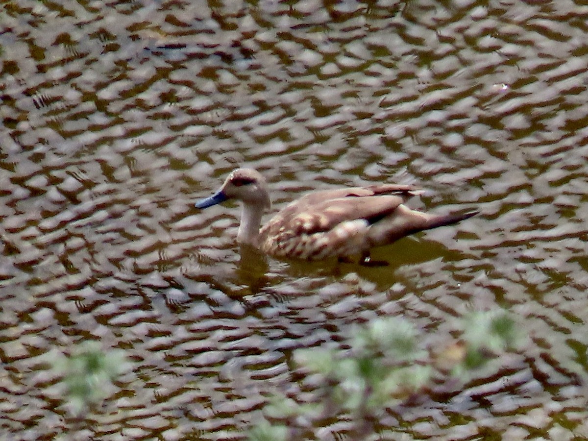 Crested Duck - ML619112581