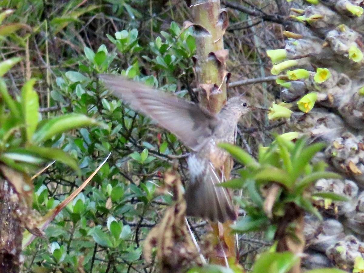 Giant Hummingbird - ML619112594