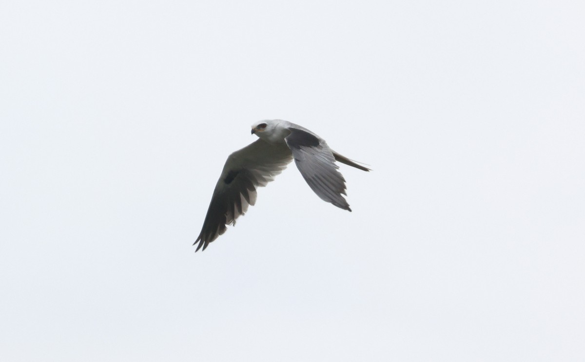 White-tailed Kite - ML619112600
