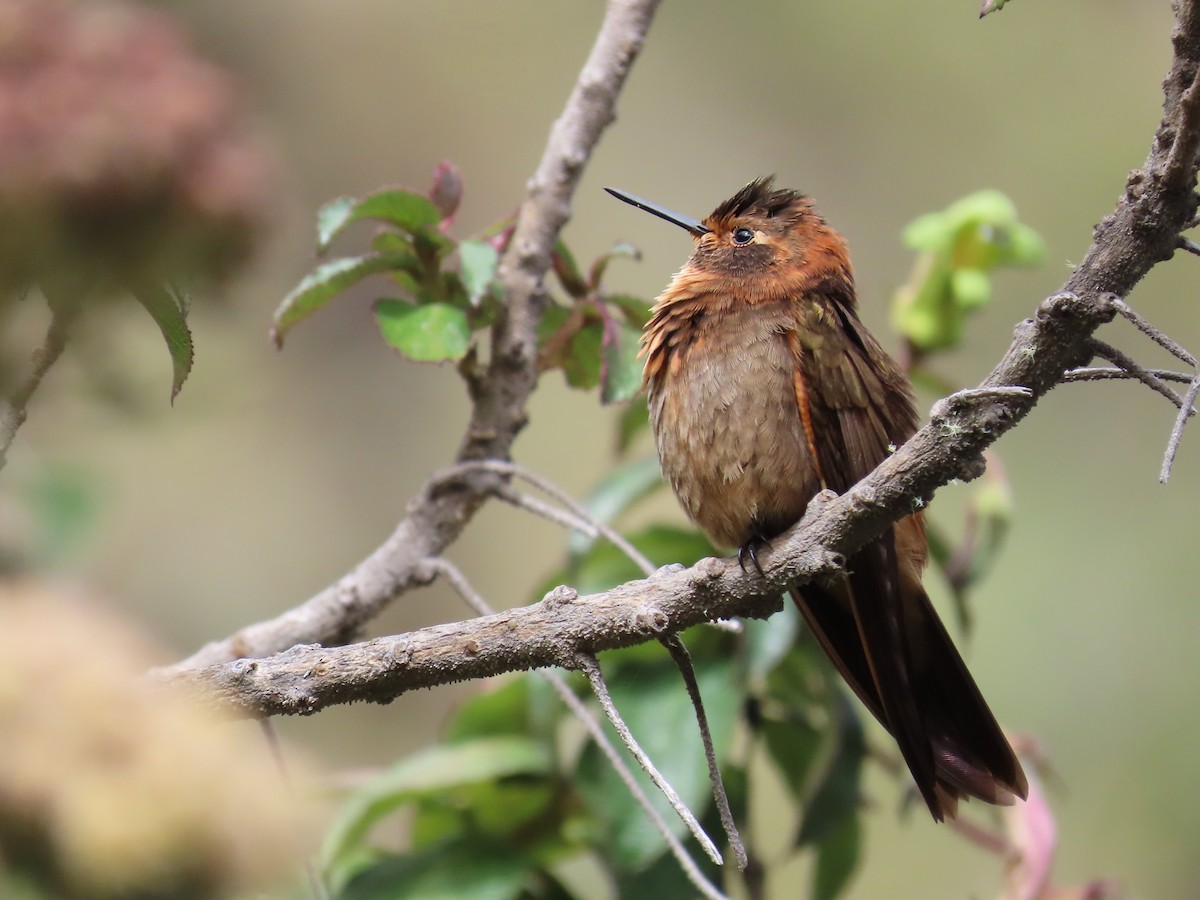 kolibřík duhovohřbetý - ML619112603