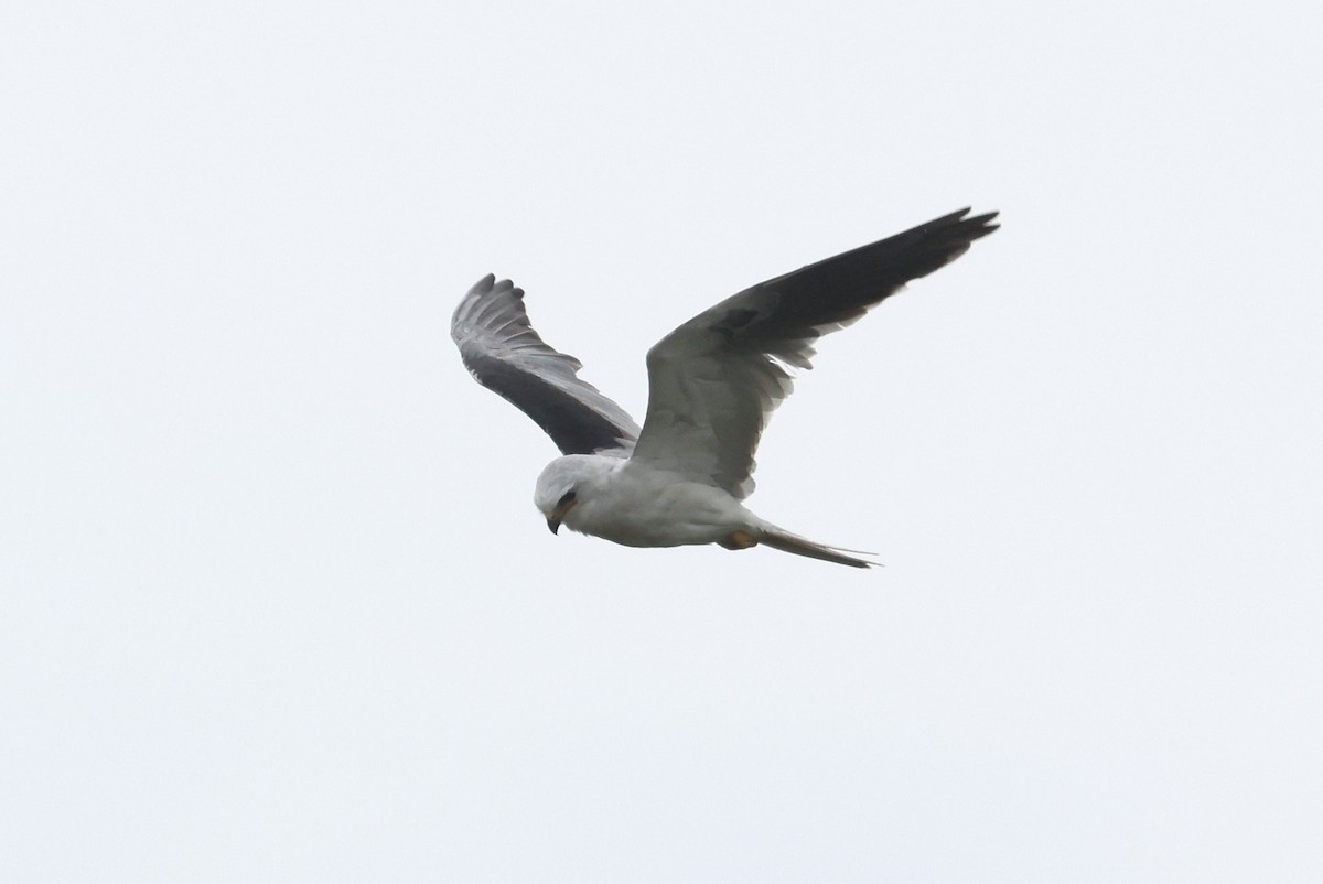 White-tailed Kite - ML619112629