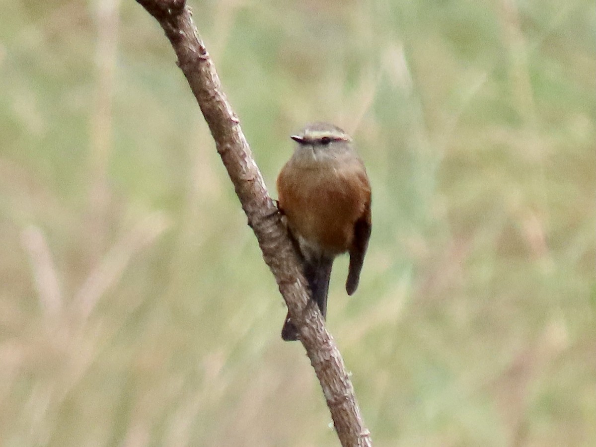 Brown-backed Chat-Tyrant - ML619112655
