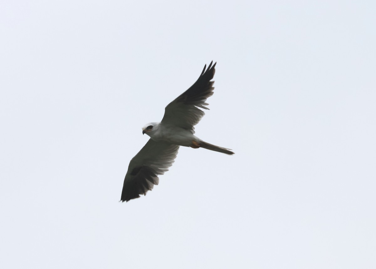White-tailed Kite - ML619112664