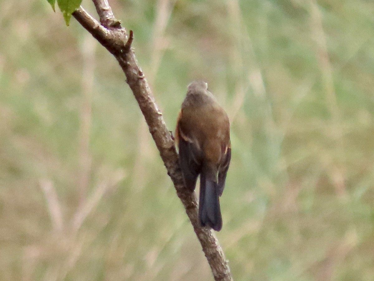 Brown-backed Chat-Tyrant - ML619112674