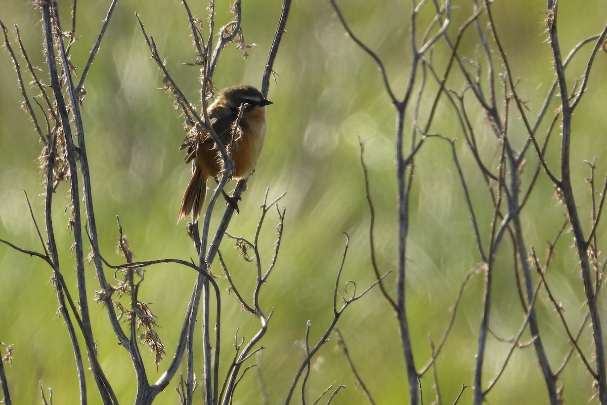 Long-tailed Reed Finch - ML619112709