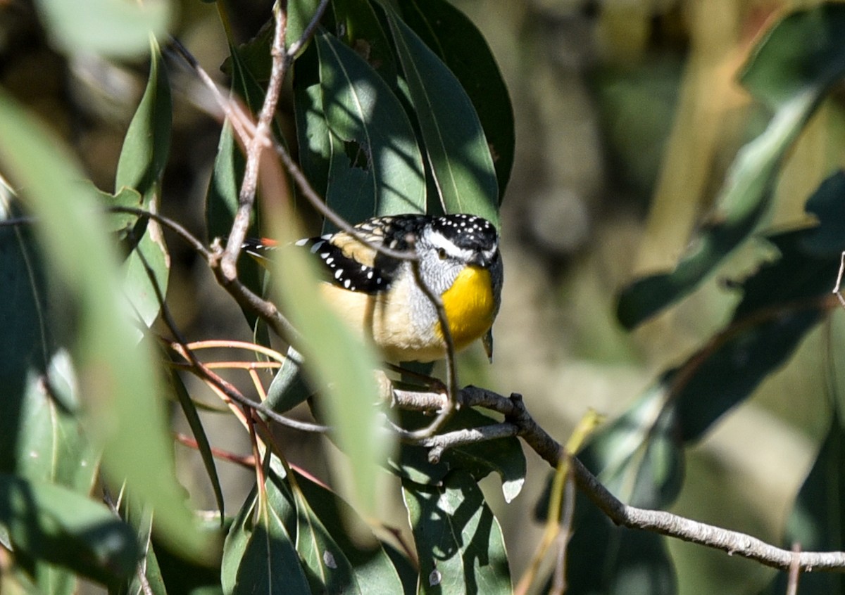 Spotted Pardalote (Spotted) - ML619112728