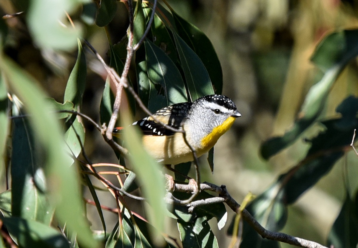Spotted Pardalote (Spotted) - ML619112729