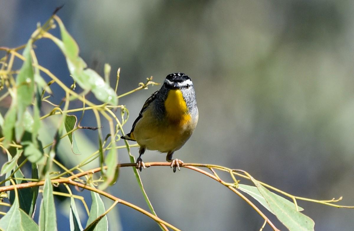 Spotted Pardalote (Spotted) - ML619112730