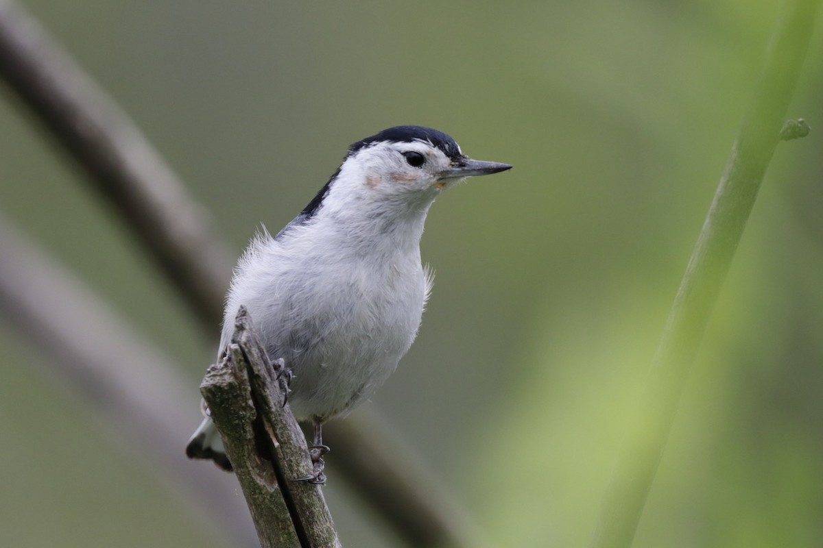 White-breasted Nuthatch - ML619112778